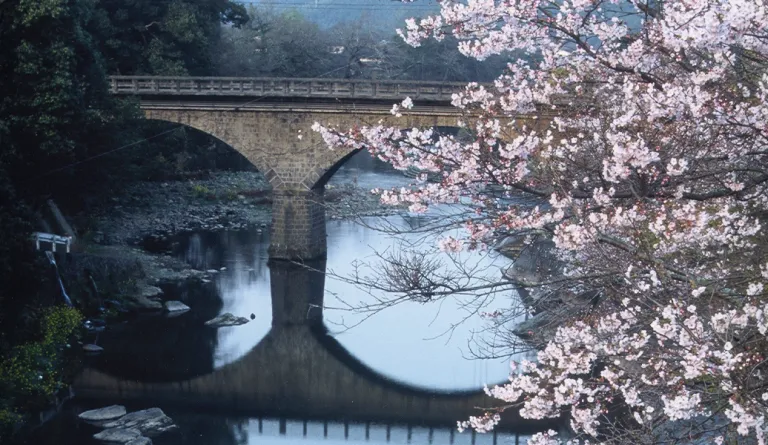 桜と石橋